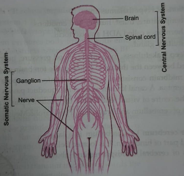 human nervous system in hindi
